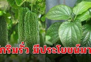 ผัก 4 อย่าง ตามรั่วบ้าน หากินง่ายตาม ประโยชน์เพียบ