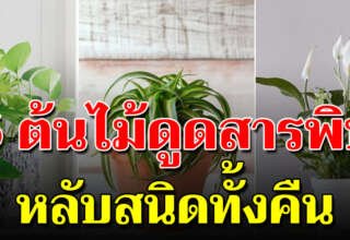 6ต้นไม้ ที่สามารถปลูกได้ในห้องนอน ช่วยฟอกอากาศ ให้หลับสบาย