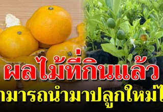 กินแล้ว อย่าพึ่งทิ้ง 7 ผลไม้ นำกลับมาปลูกใหม่ได้