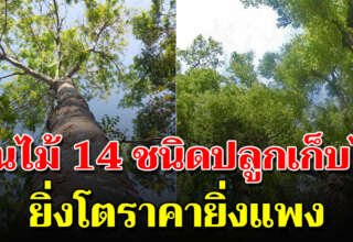 ต้นไม้ 14 ชนิดปลูกเก็บไว้ภายในบ้าน เหมือนมีเงินออม