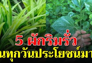 ผักริมรั้ว 5 ชนิดหากินเองได้ง่าย ประโยชน์ เยอะมาก