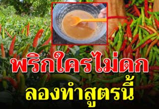 พริกดกเต็มต้น แข็งแรงใบเขียวเก็บไว้กินตลอดปี