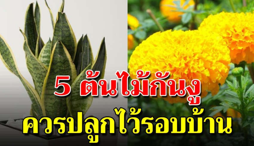 5 ต้นไม้กันงูควรปลูกไว้ในสวน ช่วยกันงูเข้าบ้านได้