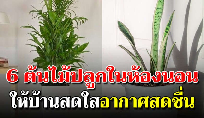 ปลูกในห้องนอน ต้นไม้ 6 ชนิด ฟอกอากาศดี หลับสนิททั้งคืน