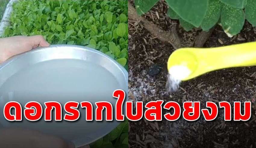 เคล็ดลับสูตรทำให้ราก ดอก ใบ งอกงาม