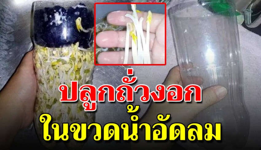 ปลูกถั่วงอกสวยๆ ในขวดน้ำอัดลมพลาสติกให้คนกินได้ทั้งบ้าน