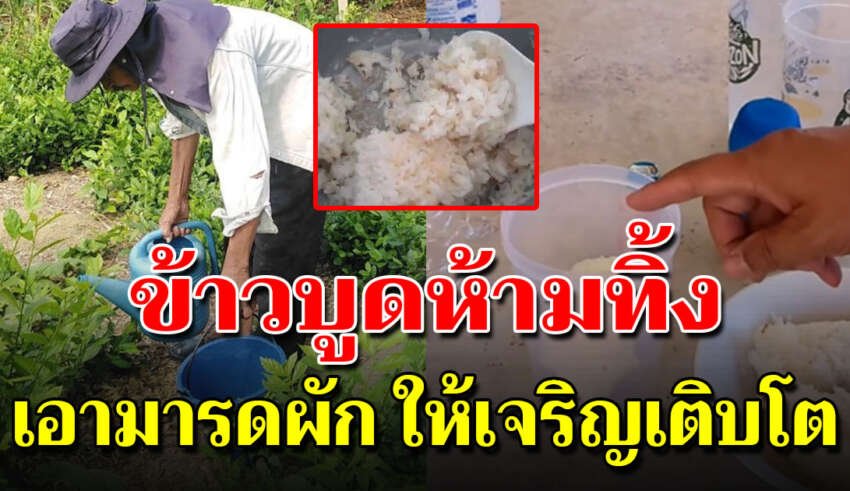 ข้าวกินเหลือไม่ต้องทิ้ง นำมาบำรุงพืชที่ปลูกดีมาก