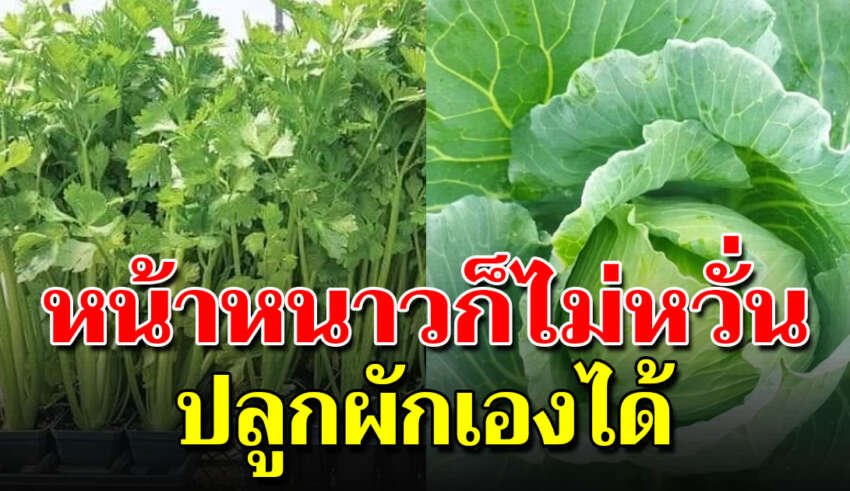 ผัก 5 ชนิดที่ควรเอามาปลูกช่วงหน้าหนาว