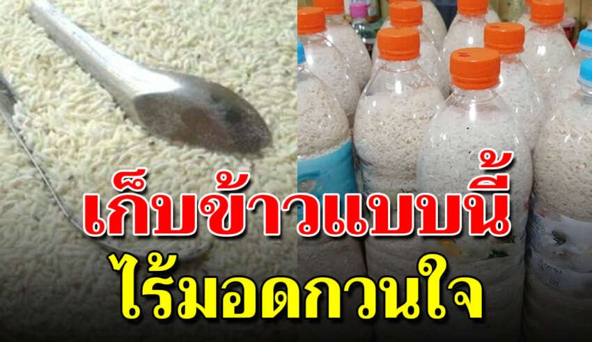 2 วิธีเก็บข้าว ไม่ให้มีตัวมอดมารบกวน